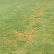 Anthracnose, it’s a very difficult balance