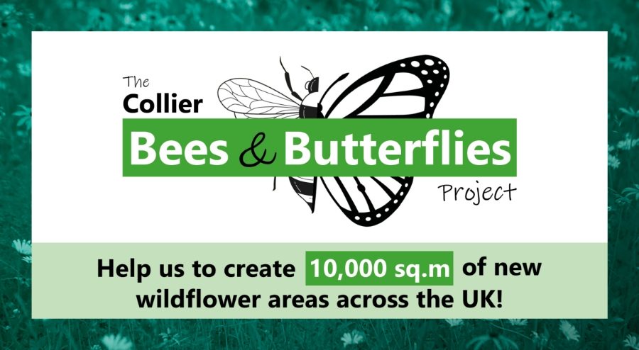 The Collier Bees and Butterflies Project
