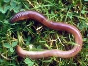 Earthworms1
