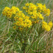 Ragwort – What It Is & How To Control It