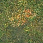 anthracnose control
