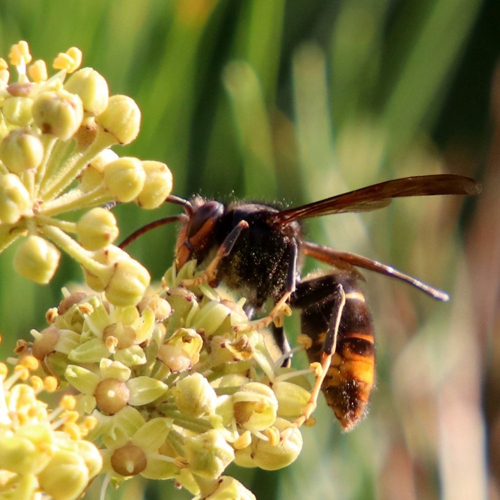 Asian Hornets   Asian Hornet 1000x1000 